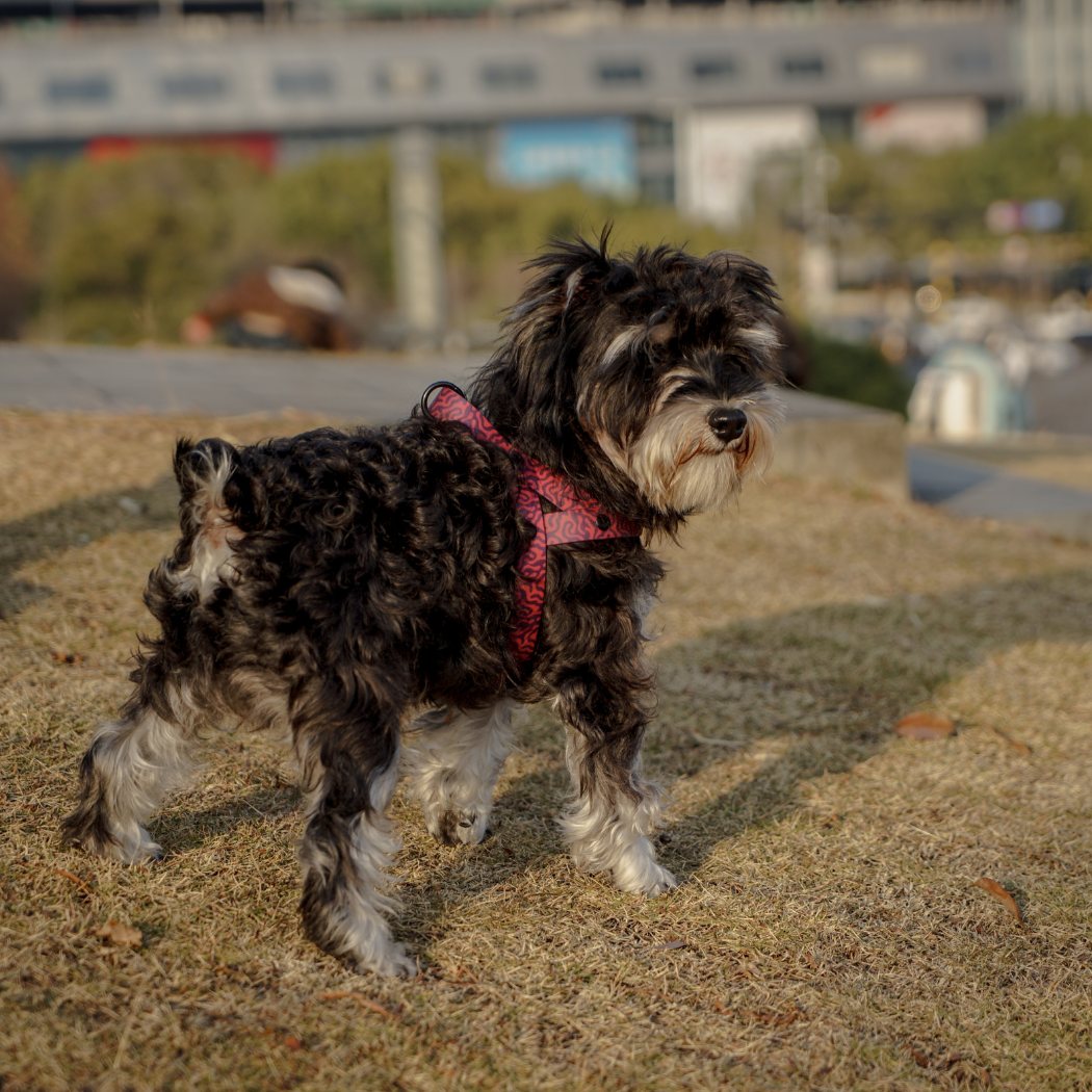 Anti-Matting Dog Harness