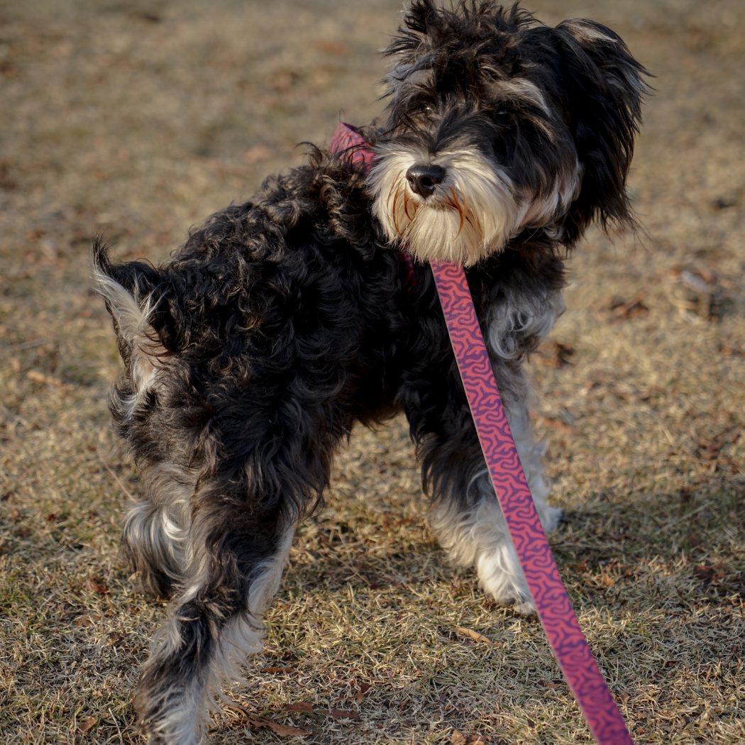 Everyday Dog Leash
