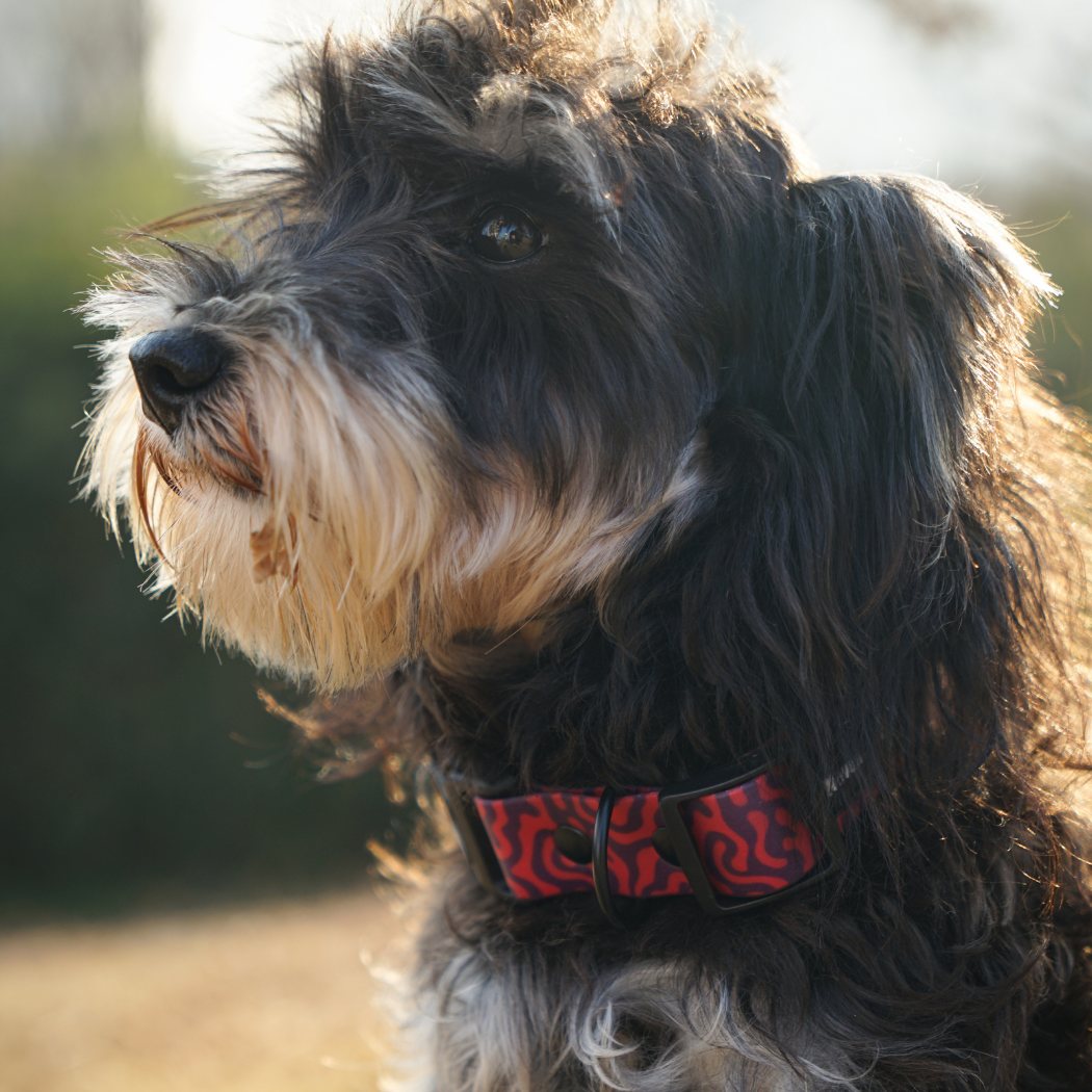 Soft Dog Collar