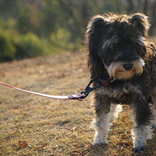 Everyday Dog Leash